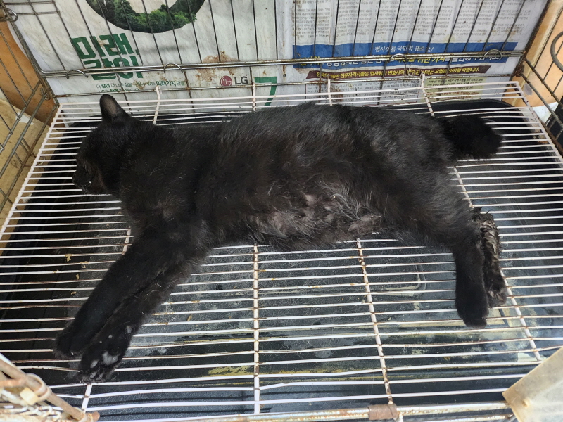 종료(자연사) 한국…